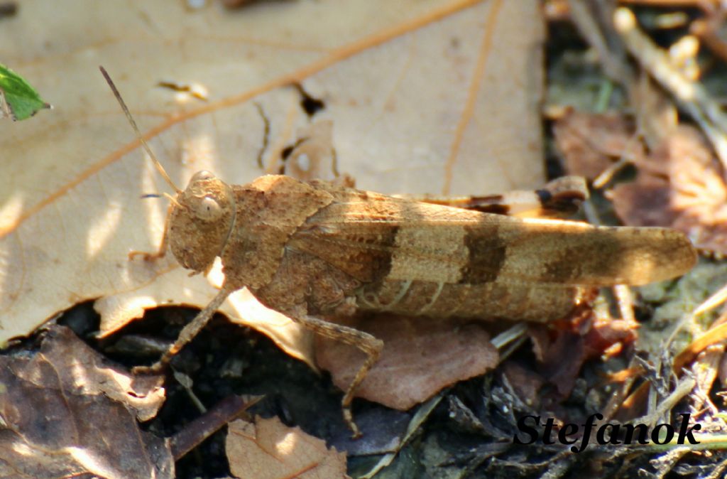 Id. Cavalletta!!